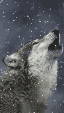 I Could Live Like Thaat Wolf GIF - I Could Live Like Thaat Wolf Howl GIFs