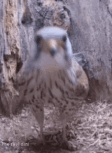Yes Bird GIF - Yes Bird Kestrel GIFs