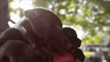 Chocolate Lab GIF - Labrador Retriever Labrador Retriever GIFs