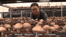 버섯 GIF - Mushroom Cultured GIFs