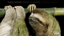 Sloth Homes International Sloth Day GIF - Sloth Homes International Sloth Day Untamed GIFs