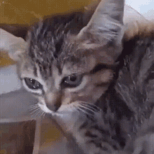 Sad Cat GIF - Sad Cat Kitten GIFs