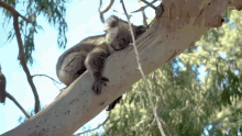 Resting The Future Of Koalas GIF - Resting The Future Of Koalas Sleeping GIFs