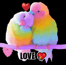 Love Animals Birds Rainbow GIF - Love Animals Birds Rainbow GIFs