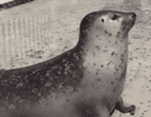 Turbo Seal Seal Bounce GIF - Turbo Seal Seal Seal Bounce GIFs