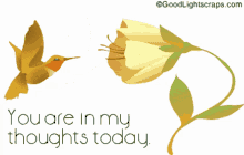 Love You You Are In My Thoughts Today GIF - Love You You Are In My Thoughts Today Hummingbird GIFs