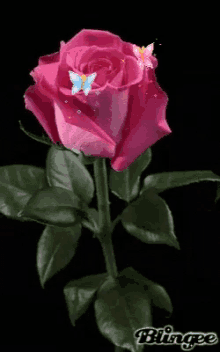 I Just Love You Roses GIF - I Just Love You Roses Butterfly GIFs