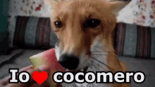 watermelon fruit food eating fox watermelon fruit food eating fox