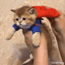 Kitten Superman GIF - Kitten Superman Flying GIFs