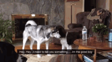 I'M The Good Boy GIF - Dogs Rivals GIFs