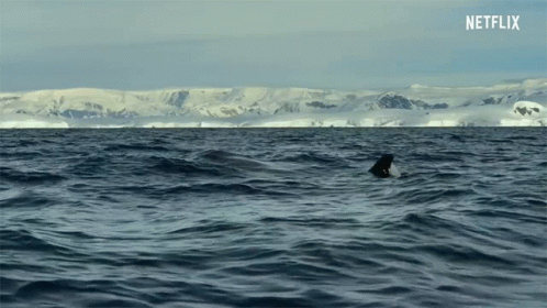 Spray Blow Hole GIF - Spray Blow Hole Orca - Discover & Share GIFs
