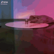 Spinning Frog GIF - Spinning Frog Spinning Frog GIFs