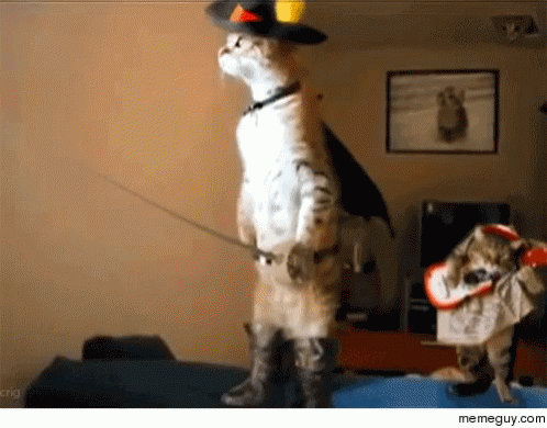Cute Cat Standing GIF - Cute Cat Standing Sword - Discover & Share GIFs