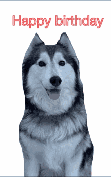 Gregmercado Chinohillshusky GIF - Gregmercado Chinohillshusky Husky Dog GIFs