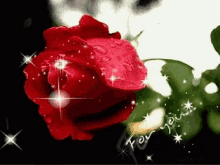 Ck3 For You GIF - Ck3 For You Red Rose GIFs