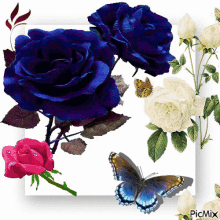 roses roses