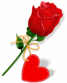 Rose I Love You GIF - Rose I Love You Flower GIFs