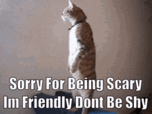 Meow Cat GIF - Meow Cat Standing GIFs