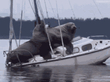 sailing boat trip sea lions chill relax