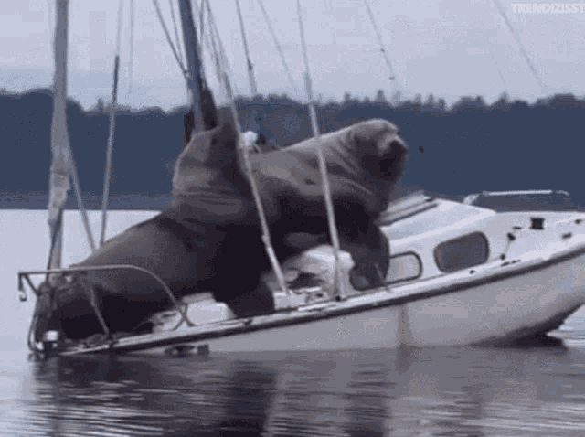 Sailing Boat Trip Gif Sailing Boat Trip Sea Lions Discover Share Gifs