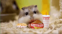 Hamster Eating Double Double And Fries In-n-out GIF - Hamster Eating Mini Food GIFs