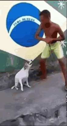 Dog Dancing Brazil Dog GIF - Dog Dancing Brazil Dog Cachorro Br GIFs