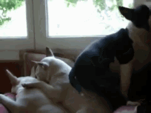 Ah! The Perfect Spot! GIF - Pitbull Dogs Sleep GIFs