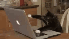 cats typing working hard