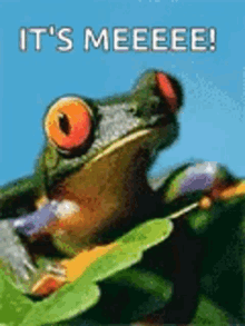 Frog Smiling GIF - Frog Smiling Animated GIFs