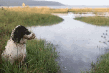 Springer Spaniel Dog Walks GIF - Springer Spaniel Dog Walks Walkies GIFs