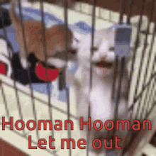hooman let me out kittens cats hooman let me out kittens cats