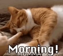 cats too