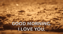 Good Morning I Love You Meerkat GIF - Good Morning I Love You Meerkat Popup GIFs