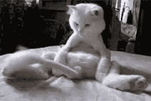 Cat Bored GIF - Cat Bored Playtime GIFs