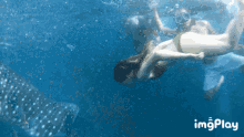 Tyra Butanding GIF - Tyra Butanding Swimming GIFs