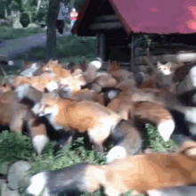 Fox Lots Of Foxes GIF - Fox Lots Of Foxes Fluffy GIFs