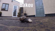 Dakov Overwatch Freshies GIF - Dakov Overwatch Freshies Snail Eating Bread Timelapse Epic GIFs