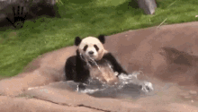 Panda Splash GIF - Panda Splash Pool GIFs