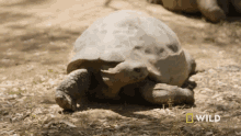 Keeping Head Down National Geographic GIF - Keeping Head Down National Geographic The Largest Turtle Species GIFs