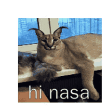 hi nasa hello nasa hi hello hello floppa hi nasa hello nasa hi hello hello floppa