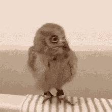 Owl Shake GIF - Owl Shake Feathers GIFs