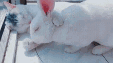 Cat Rabbit GIF - Cat Rabbit Cuddle GIFs