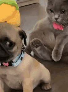 stare dog