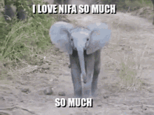 Nifa GIF - Nifa GIFs