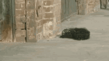 tenor.gif