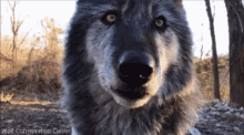 Wolf Stare GIF - Wolf Stare Cute GIFs