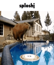 Capybara Water GIF - Capybara Water Waterdrop GIFs