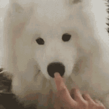 Dog Nose GIF - Dog Nose Boop GIFs