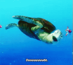 Dude GIF - Turtle Dude Squirt GIFs