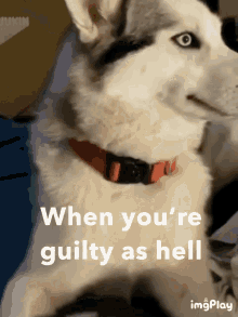 Guilty Dog GIF - Guilty Dog Dogs GIFs